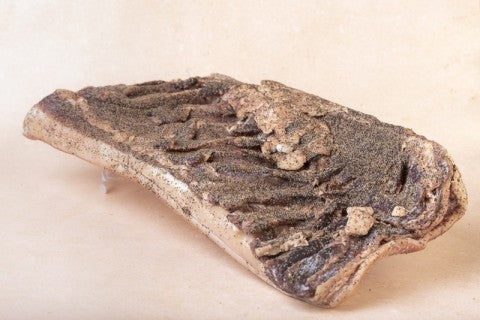 Morceau de Ventrêche plate